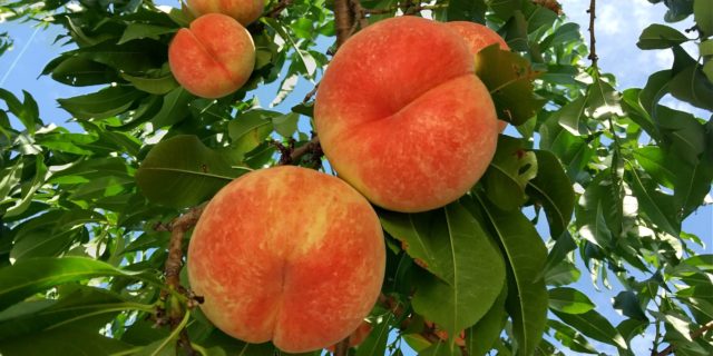 鹿角の北限の桃の桃狩り体験談！北限の桃の木のオーナーになるには？