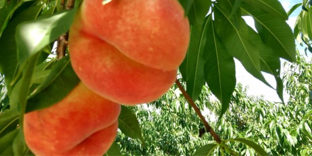 鹿角の北限の桃の桃狩り体験談！北限の桃の木のオーナーになるには？